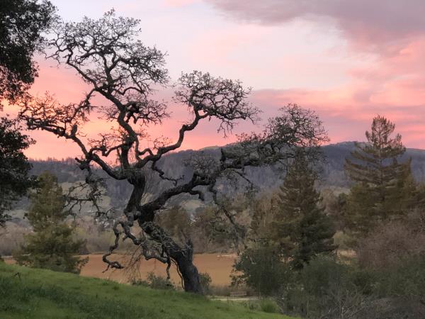 /Images/uploads/Sonoma County Regional Parks Foundation/springlake50/entries/28827thumb.jpg